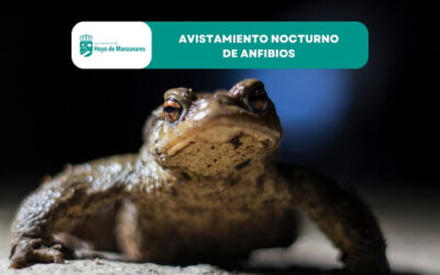 Actividad nocturna “Te escucho, alto y claro”: avistamiento de anfibios en familia
