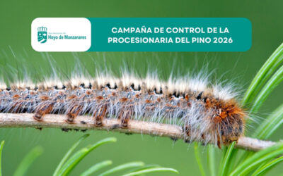 Campaña de control de la procesionaria del pino 2026 en Hoyo de Manzanares